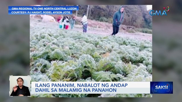 Ilang pananim, nabalot ng andap dahil sa malamig na panahon | Saksi