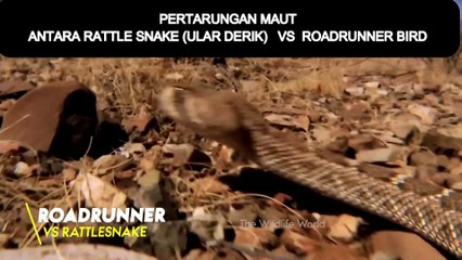 RATTLESNAKE VS ROADRUNNER