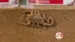 Keeping pests out: Scorpion Repel is too slick for scorpions to stick