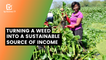 Burundi: Turning a weed into a sustainable source of income