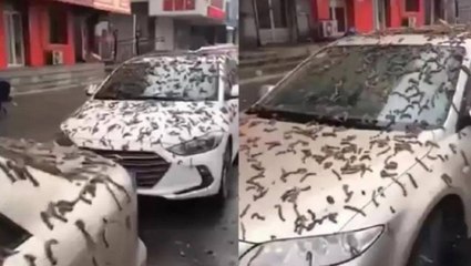 'Chuva de vermes' cobre carros e ruas na China