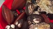almejas chocolatas pata de mula ostiones moluscos marisco fresco recien pescados del mar playa azul