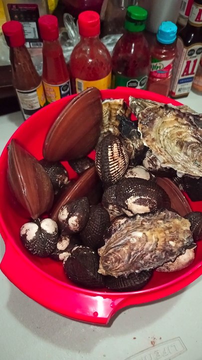 almejas chocolatas pata de mula ostiones moluscos marisco fresco recien pescados del mar playa azul