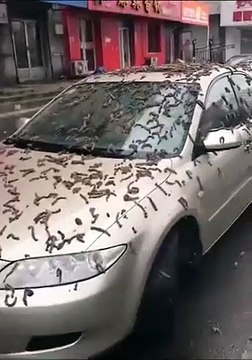 Chuva de vermes? Cena em Pequim chama atenção dos internautas