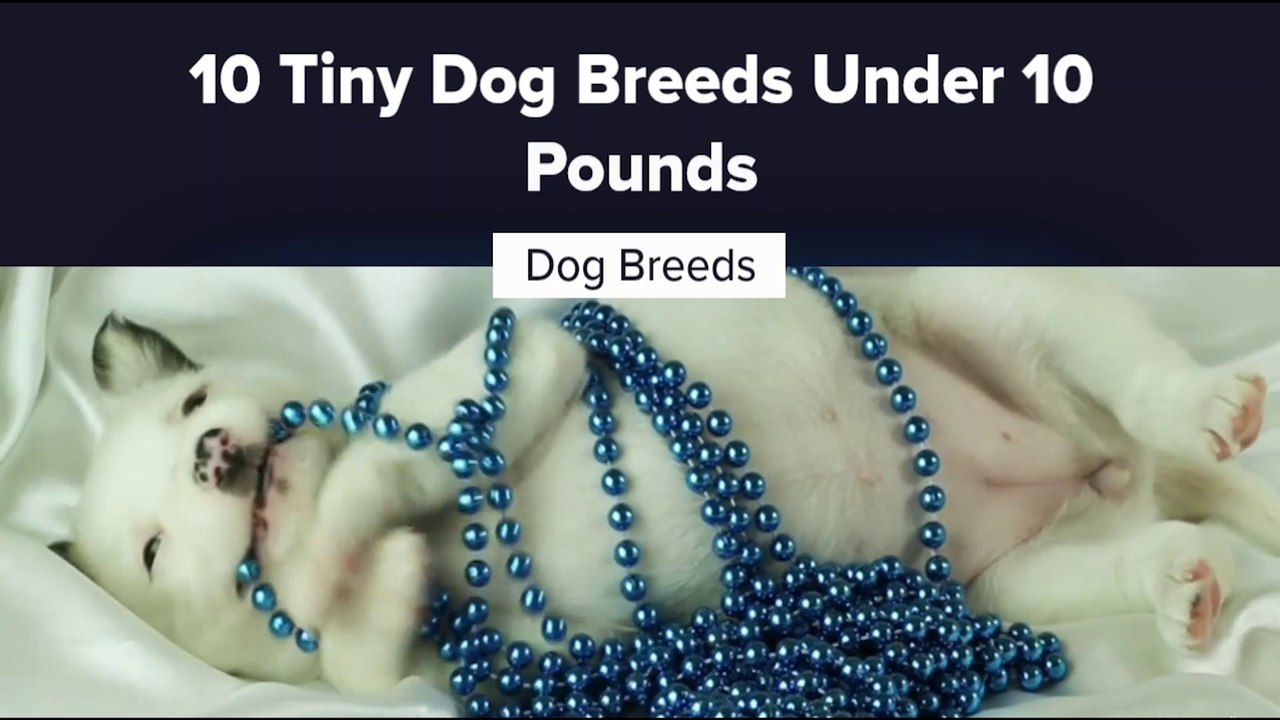 10 Tiny Dog Breeds Under 10 Pounds video Dailymotion