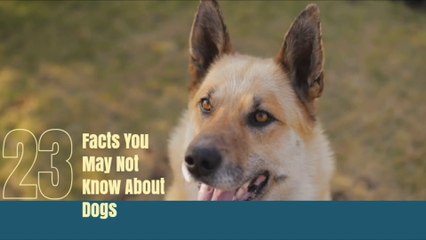 23 Facts You May Not Know About Dogs