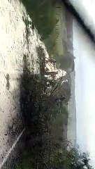 Temporal atinge rodovia entre Cidade Gaúcha e Nova Olímpia e derruba árvore na pista