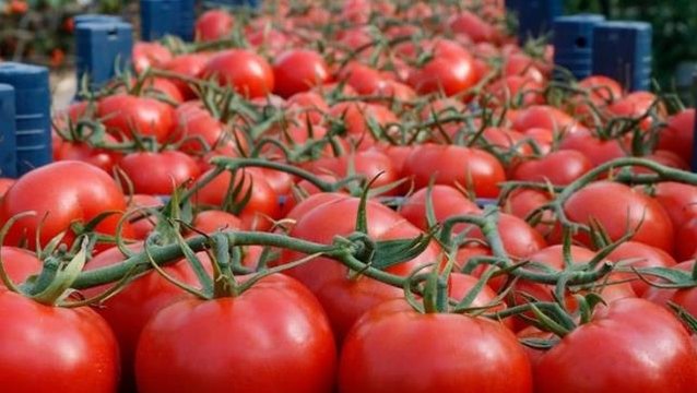 Tarım ve Orman Bakanlığı, çiftçilerin protestosunun ardından domates ihracatını kısıtlama kararını kaldırdı