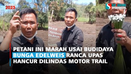 Petani ini Marah usai Budidaya Bunga Edelweis Ranca Upas Hancur Dilindas Motor Trail