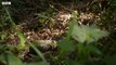 Pangolin: The World's Most Trafficked Mammal - 4KUHD - China: Nature's Ancient Kingdom - BBC Earth