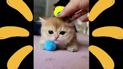 CUTEST CATS - Funny and Cute Fluffy Cat and Kittens Videos Compilation New 2023