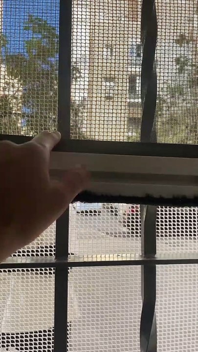 The Cats Escape Anyway