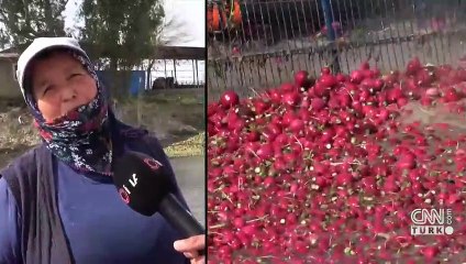 Depreme rağmen turp mesaisi