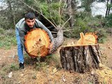 YARIM ASIRLIK AĞAÇLARI KESİP, KAÇTILAR