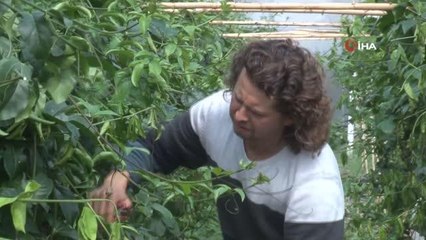 Türkiye'nin ithal ettiği 'çarkıfelek' meyvesini 3 bin metrekare alana kurduğu serada üretiyor