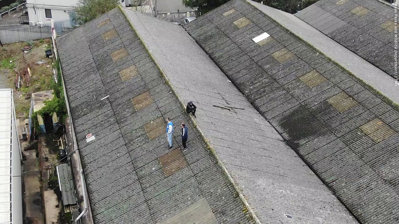 Drug dealers jailed after being discovered hiding from police - on roof of cannabis factory