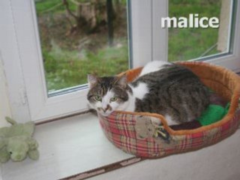 Les chats