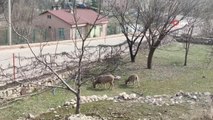 Tunceli'de yaban keçileri sokakları mesken tuttu