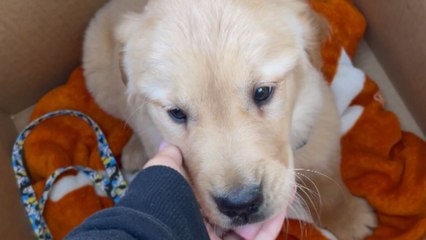 'Does he bite?' - Girl is utterly astonished after being surprised with a puppy