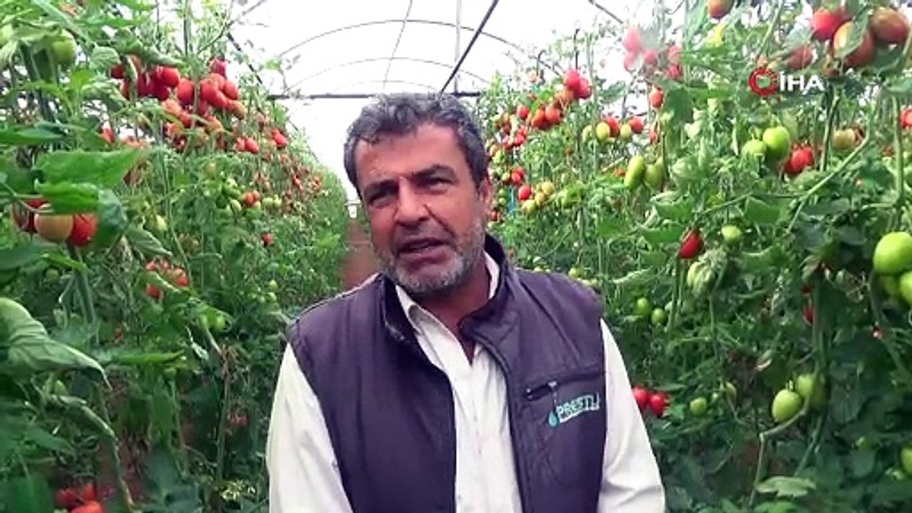 İhracat yasağı kalktı, domates hareketliliği başladı