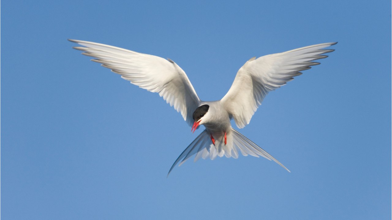 Qui est l'hirondelle de mer et pourquoi est-elle surnommée ainsi ?