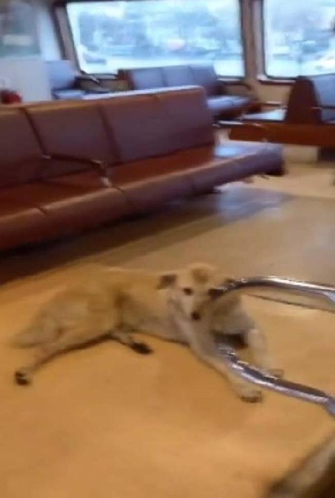 KADIKÖY-BEŞİKTAŞ VAPURUNA SOKAK KÖPEĞİ BİNDİ, SEFERİ İPTAL EDEN KAPTANA YOLCULARDAN TEPKİ