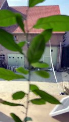 DES PANNEAUX SOLAIRES ORIENTÉS  NATURELLEMENT VERS LE SOLEIL ☀️