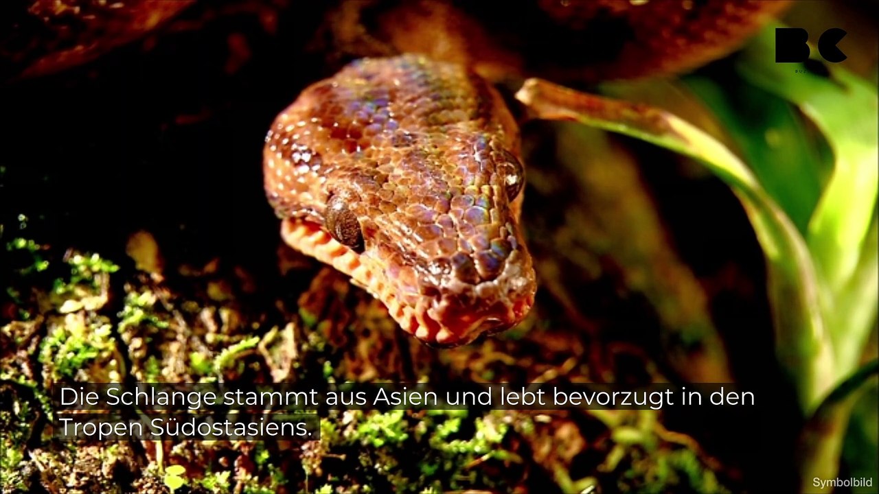 Was ist die größte Schlange der Welt?