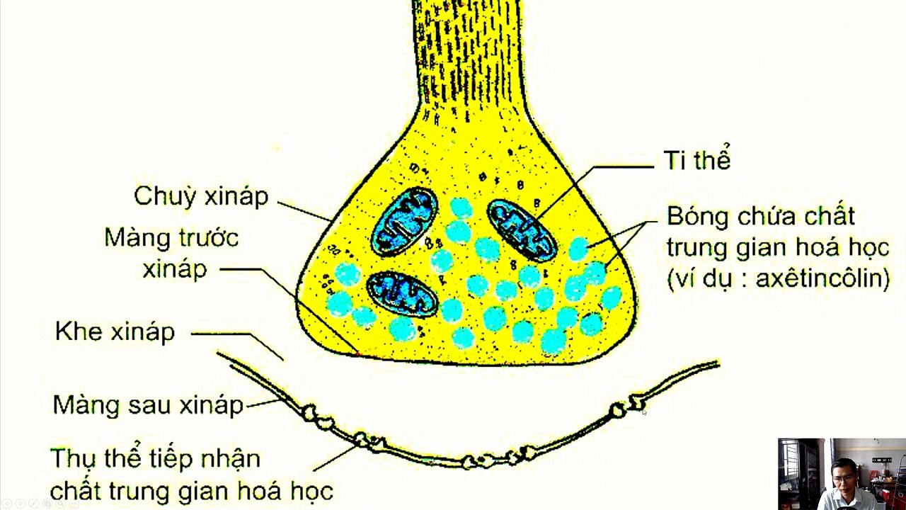 Sinh 11 - Bài 30 Truyền tin qua Xinap