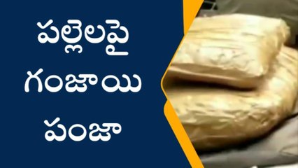 కృష్ణా జిల్లా: పల్లెలపై గంజాయి పంజా