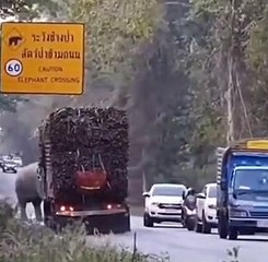 Un éléphant récupère la taxe au passage d'un camion de canne à sucre
