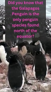 Surprising Facts About Galapagos Penguins - The Only Penguins North of the Equator!