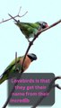 Lovebirds : The Monogamous Birds That Mate for Life