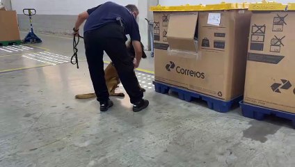 Mais de 4,3 kg de skunk é apreendido pela Receita Federal em Fortaleza