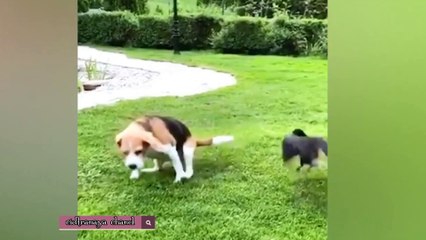 Hewan terlucu 2023 Video Kucing dan Anjin Lucu