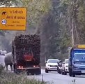 بالفيديو... فيل يوقف شاحنة للحصول على حزمة من قصب السكر