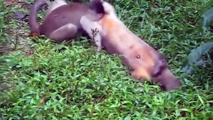 情けない！巨大ニシキヘビは、ヒョウを倒した後、アリの巣に襲われて死にました