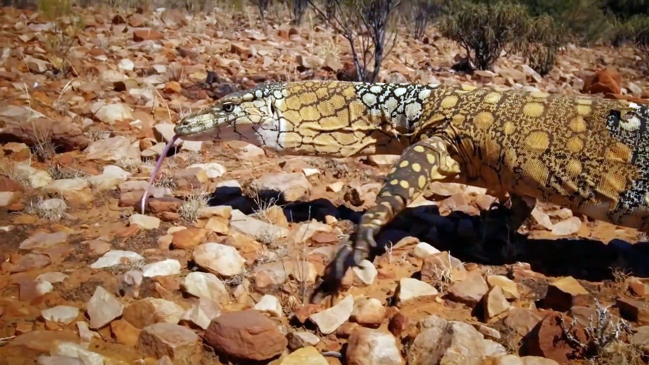 ヒョウ狩り トカゲ ～トカゲは逃げられるか～