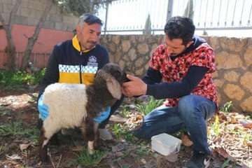 ENKAZDAN ÇIKARILAN KUZU, TEDAVİ SONRASI SAHİBİNE TESLİM EDİLDİ