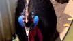 What sound does Cassowary make - the most dangerous bird in the world