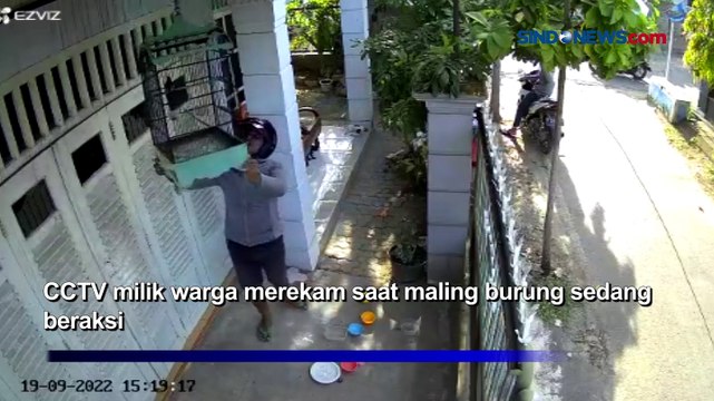 Viral! Maling Burung dengan Santai Beraksi di Sampang