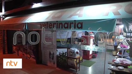 Deshidratado y desnutrido así fue rescatado un potrillo