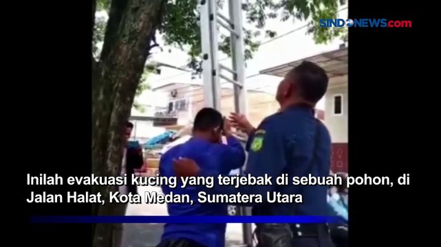 Dramatis! Evakuasi Kucing Terjebak di Atas Pohon di Kota Medan