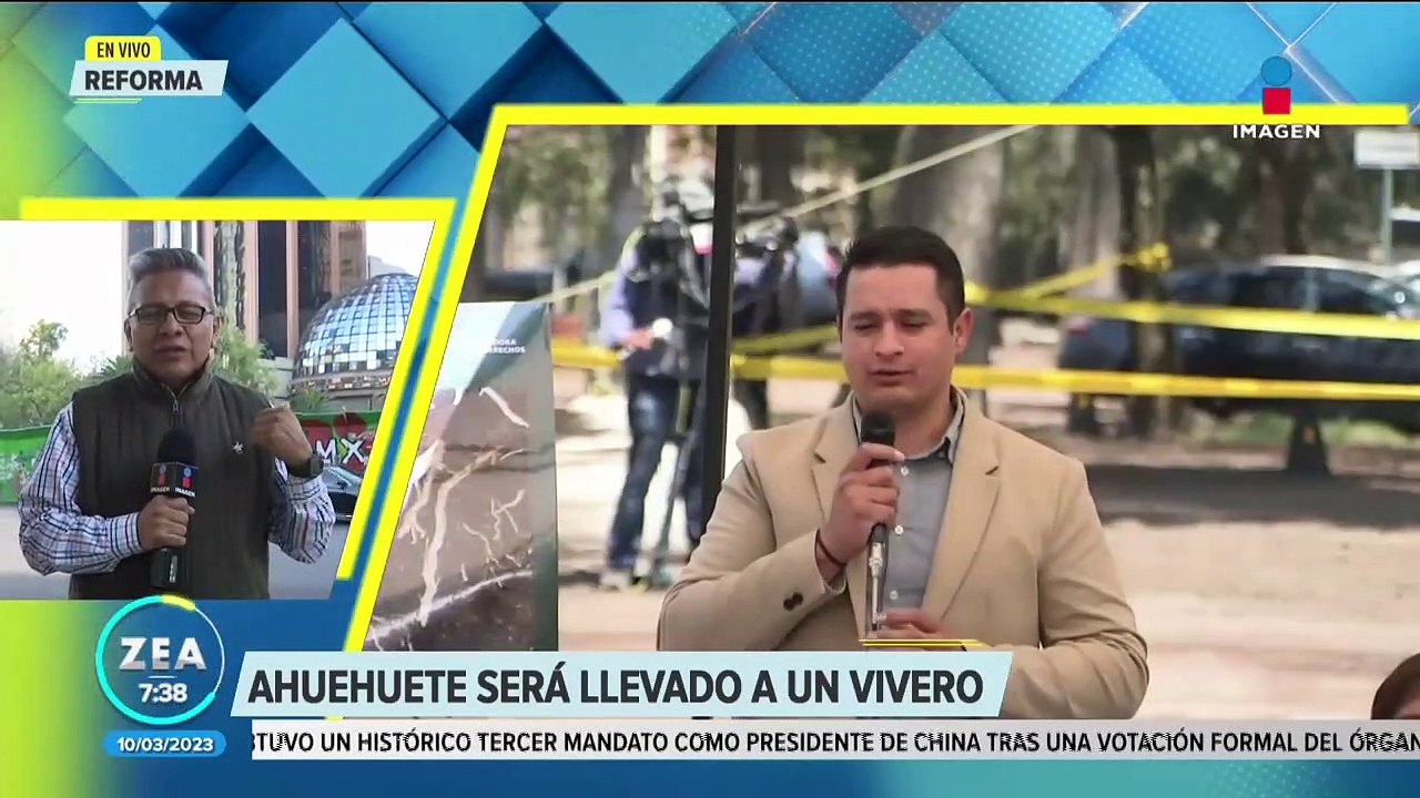 Ahuehuete de Reforma será sustituido por su "hermano"