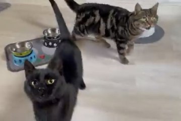 Vídeo hilário: nenhum humano defende o pão de cada dia como esse gato