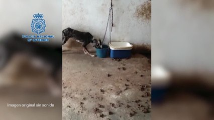 Un hombre ha sido detenido en Málaga por presunto maltrato animal