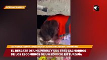 El rescate de una perra y sus tres cachorros de los escombros de un edificio en Turquía