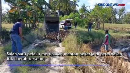 Ratusan Itik Dicuri, 3 Pelaku Diamankan