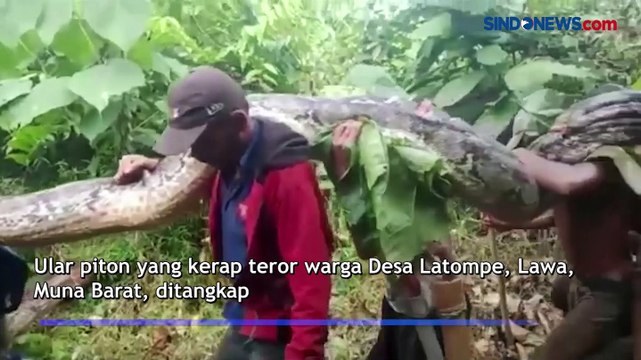 Ular Piton Raksasa Ditangkap Warga Desa Latompe Muna Barat