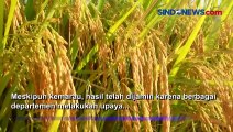 Petani di Seluruh China Panen Besar Meski Hadapi Pandemi dan Cuaca Ekstrem